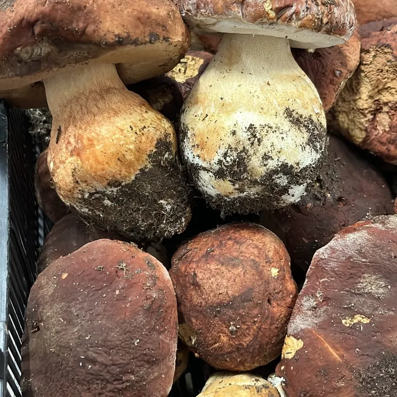 Porcini freschi in cassetta